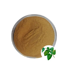 50% Flavonoids Mulberry Leaf Extract White Mulberry Leaves Extract Powder